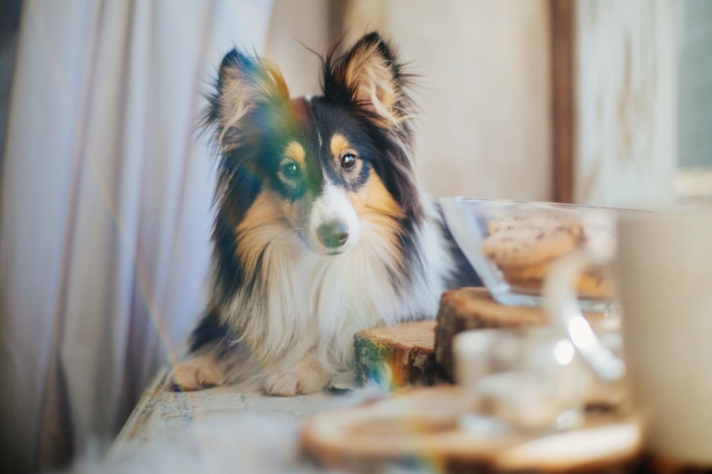 Hund beim Frühstück