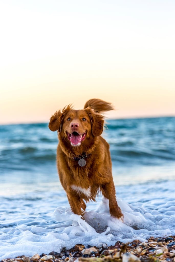 Hund tollt im Meer