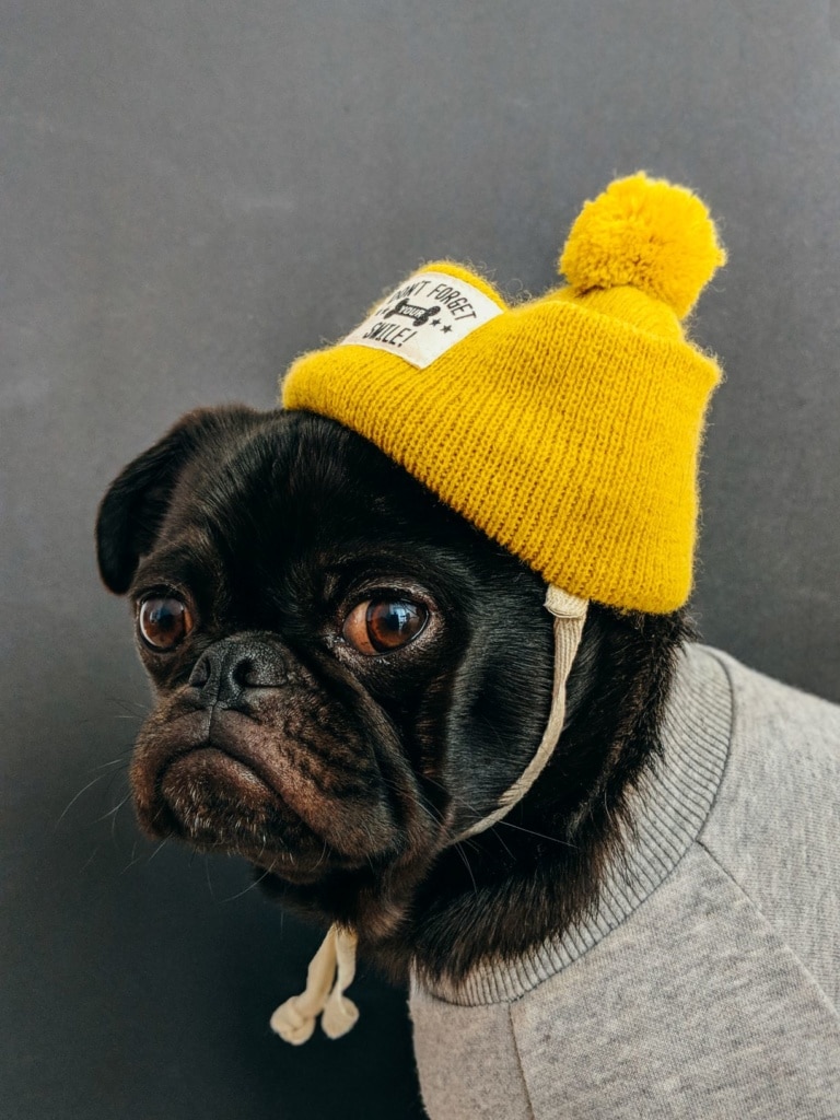 Hund mit Pudelmütze