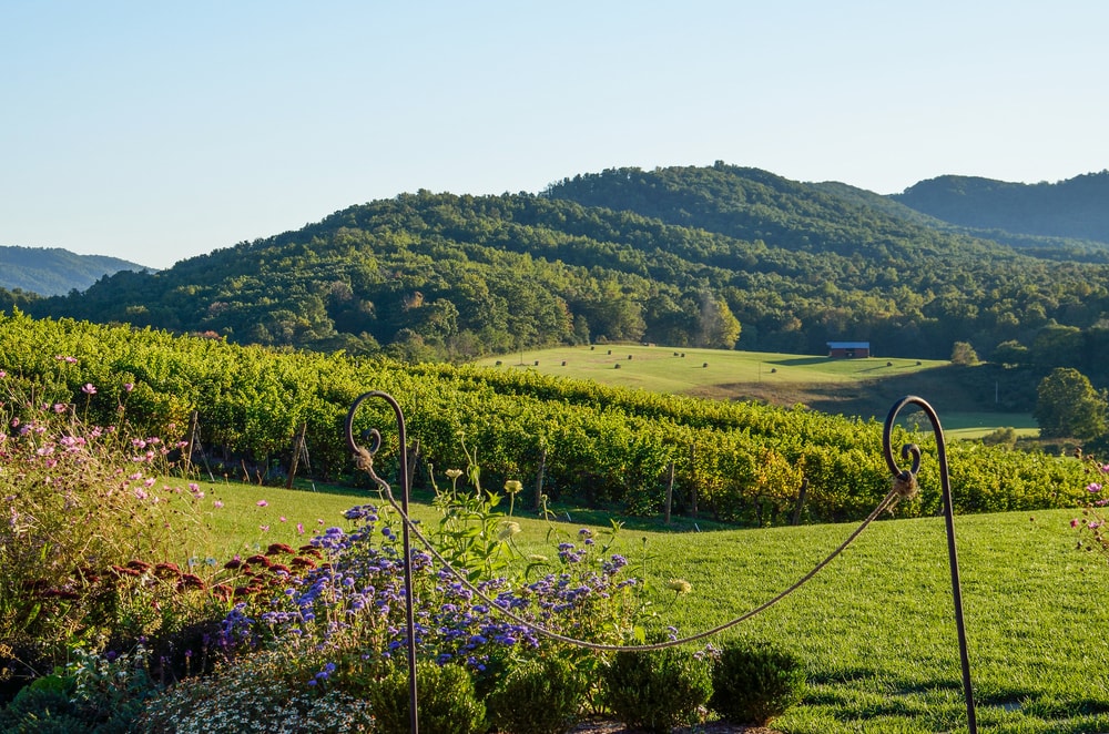 Weingut in Virginia