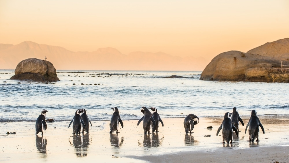 Strände in Südafrika: Boulders Beach 