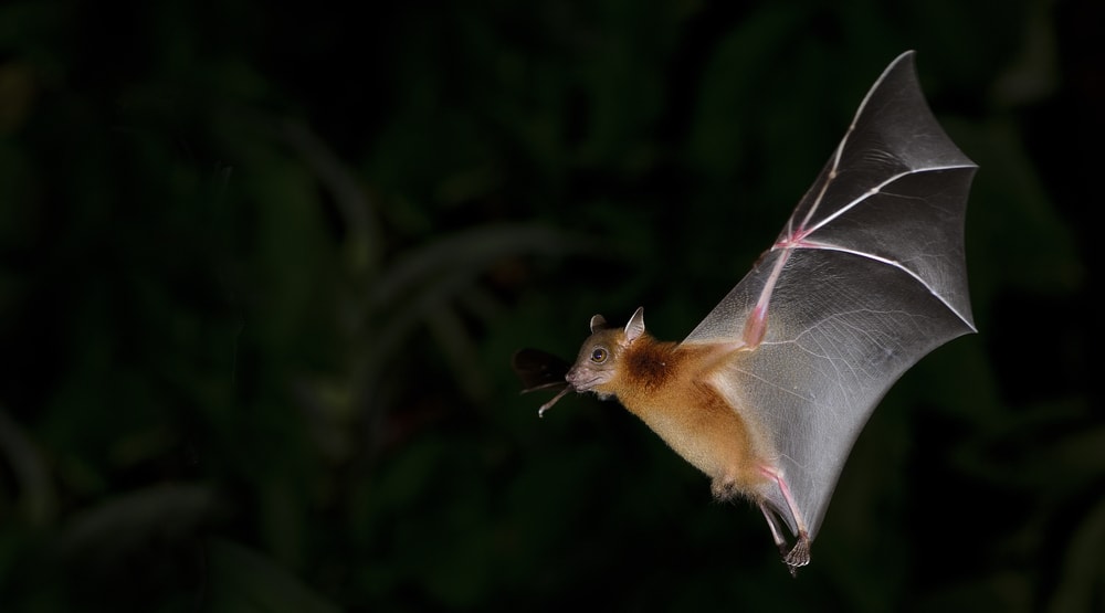 Fledermaus in Österreichs Höhlen