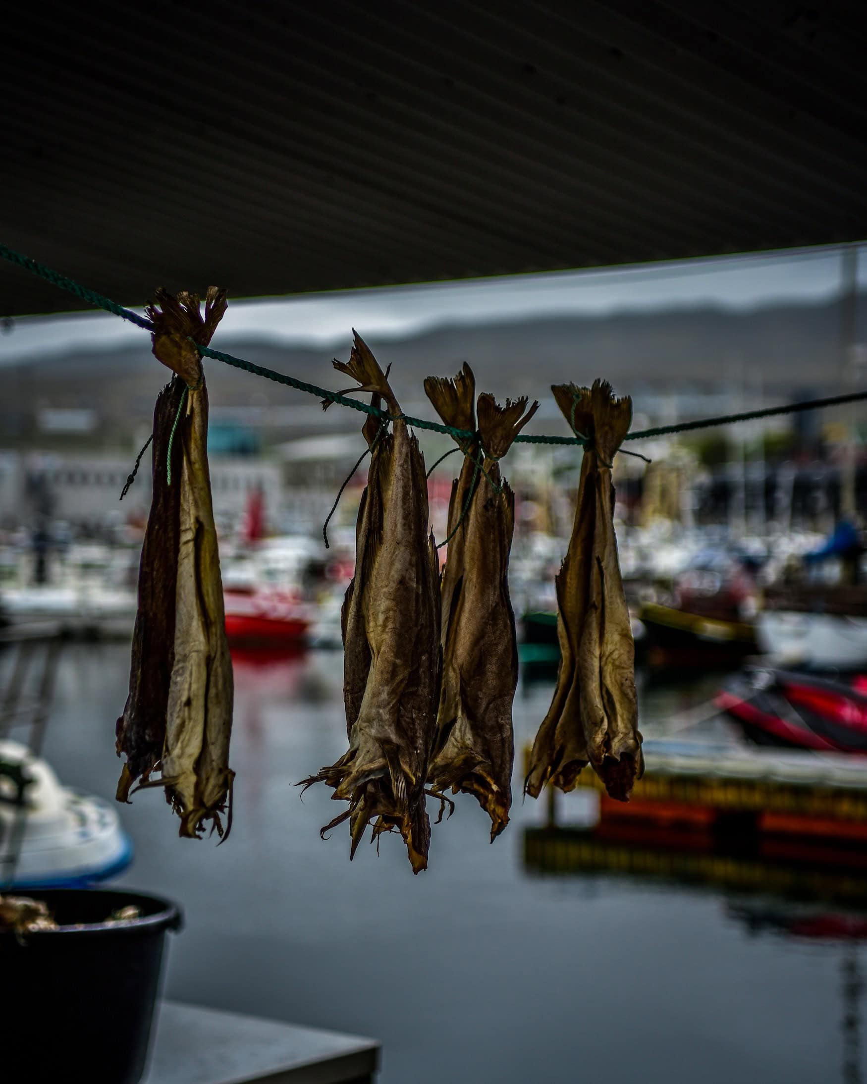 Getrockneter Fisch hängt an einer Leine vor dem Hafen von Tórshavn, Färöer-Inseln.