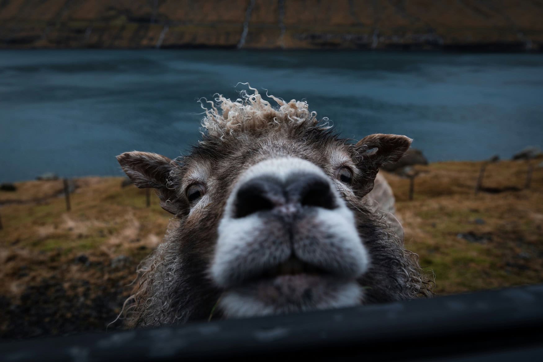Neugieriges Schaf schaut direkt in die Kamera, im Hintergrund Fjord und Landschaft der Färöer-Inseln