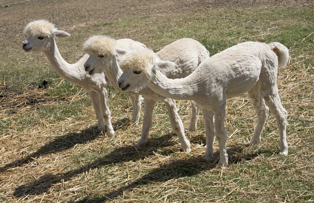 Alpacas in Südafrika