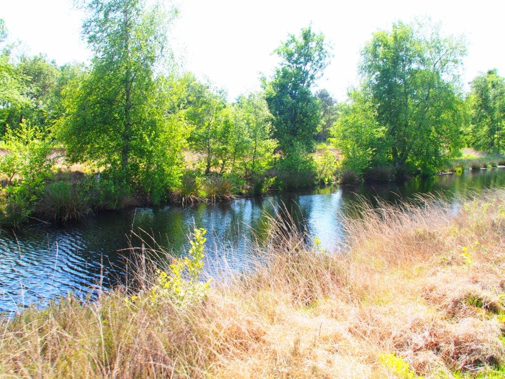 Moor im Emsland