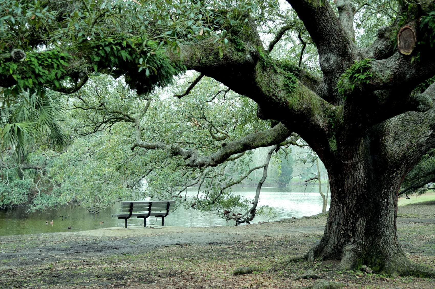 Sitzbank am See in Park in New Orleans