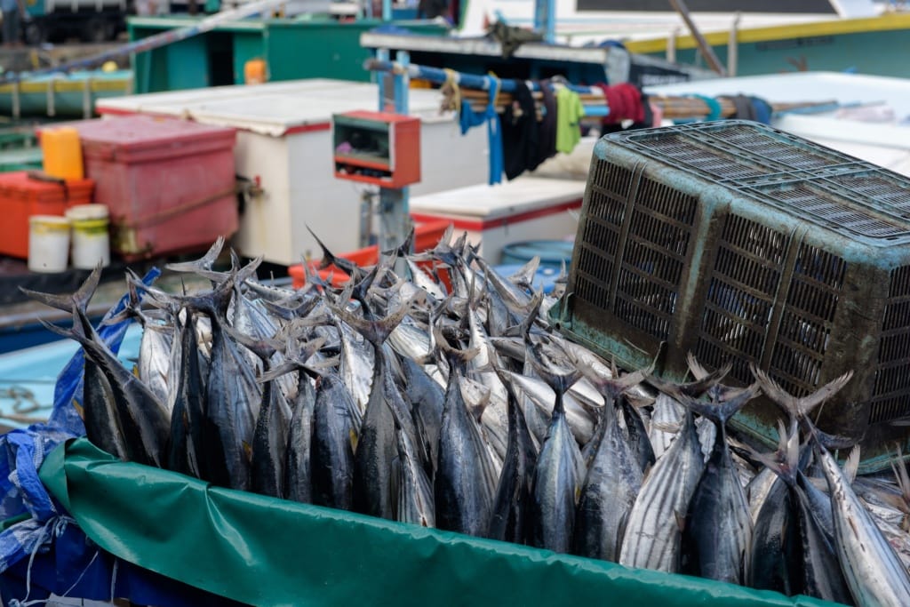 Auf den Märkten auf der Insel Male der Malediven gibt es vorallem eines: frischen Fisch.