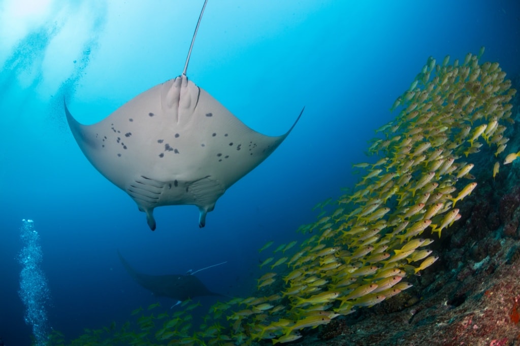 Die Malediven sind ein Schnorchelparadies für Mantarochen.
