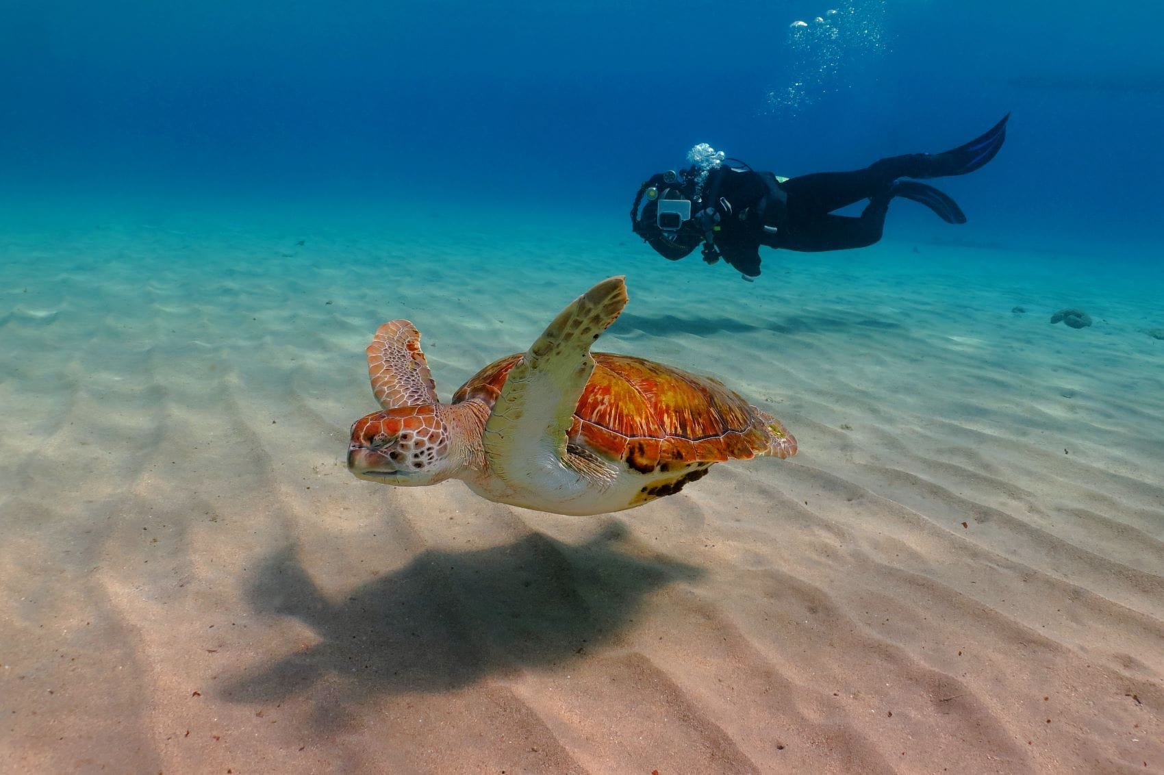 Taucher schwimmt neben Meeresschildkröte