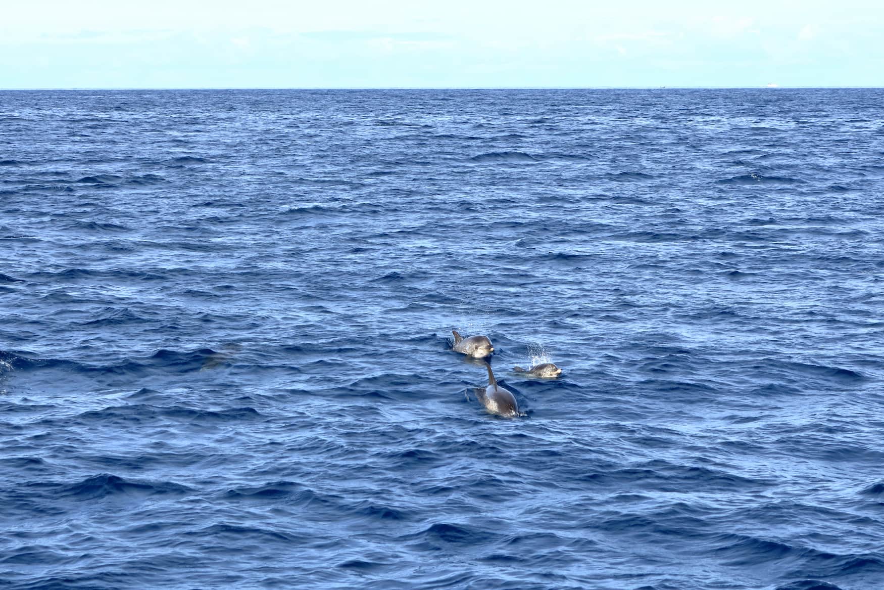 Delfine schwimmen vor der Küste der Kanareninsel La Gomera