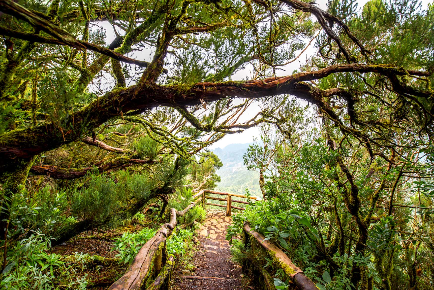 Artenvielfalt im Garajonay Nationalpark 