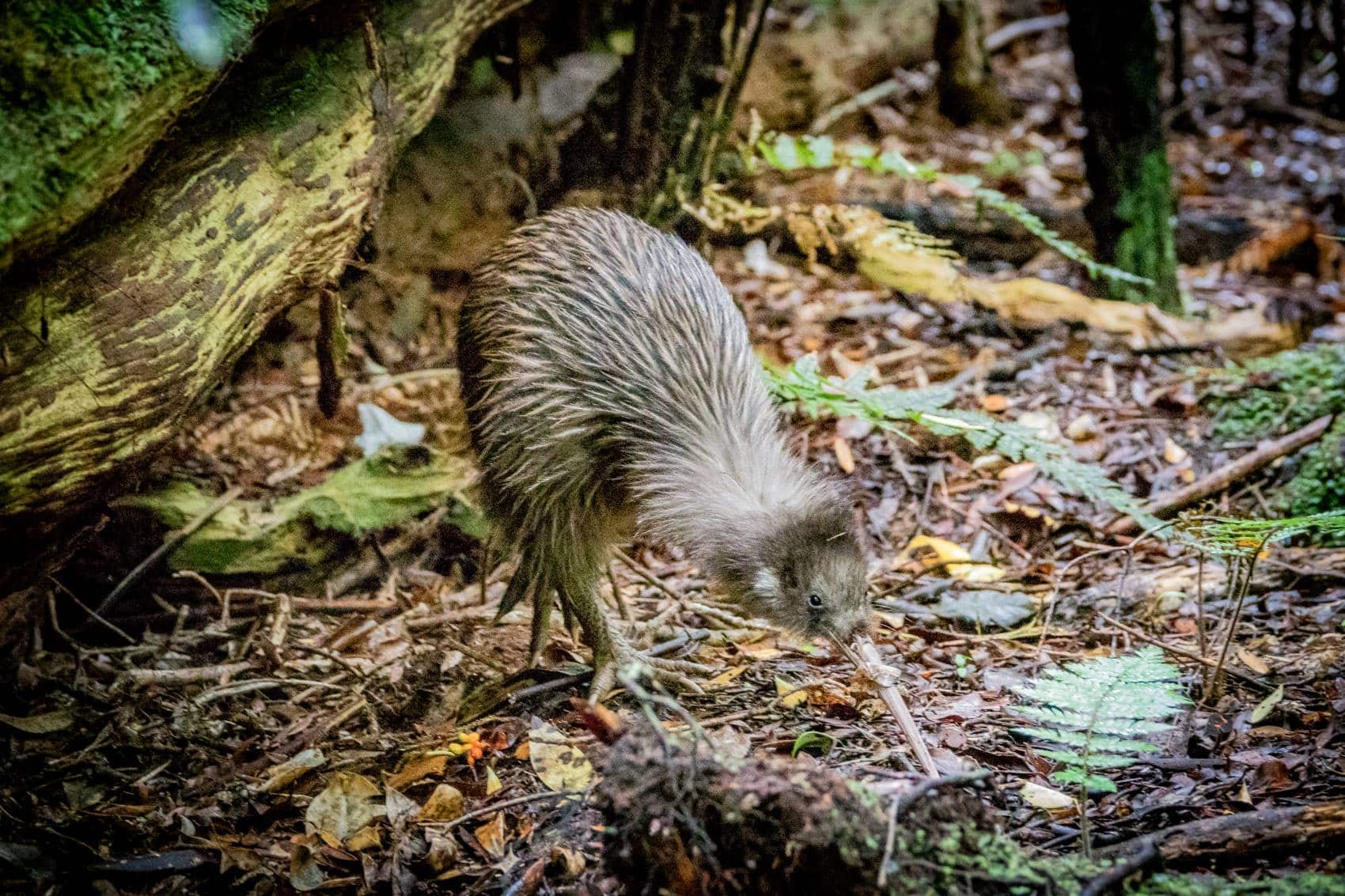 Kiwi-Vogel in Neuseeland