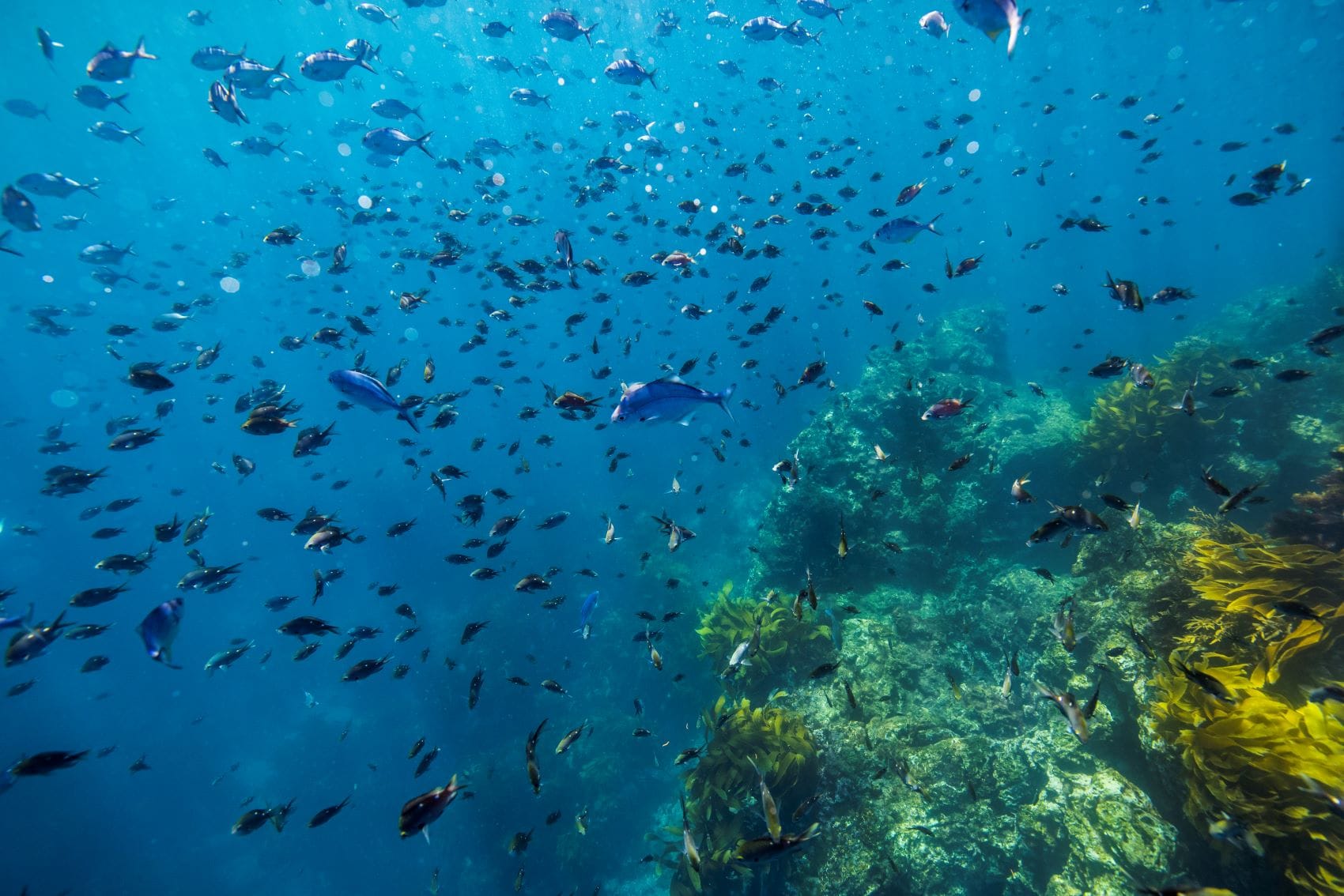 Unterwasserwelt in Poor Knights Islands, Neuseeland