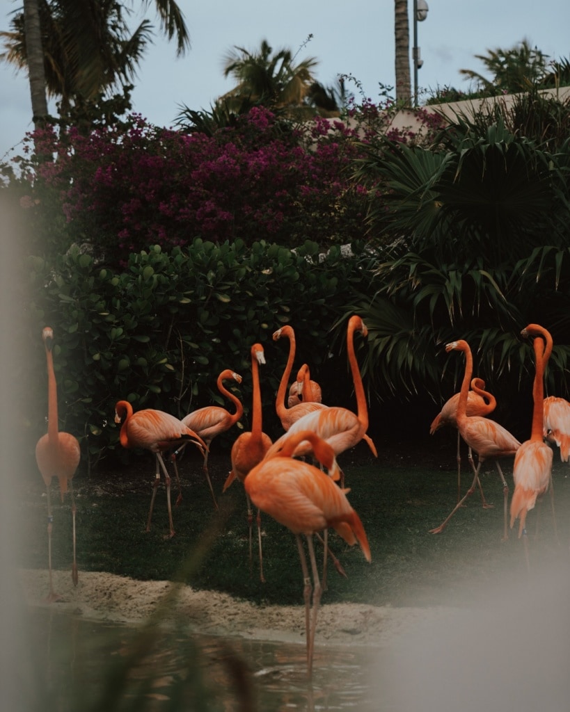 Flamingos sind die Nationaltiere der Bahamas.