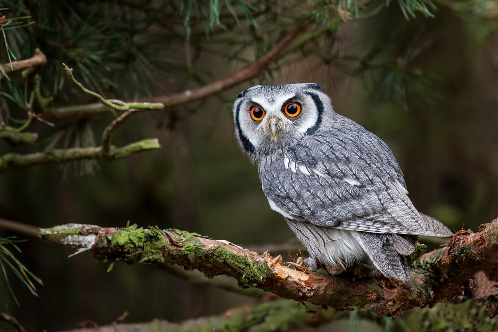 Wildtierfütterung in Österreich: eine Eule auf dem Ast