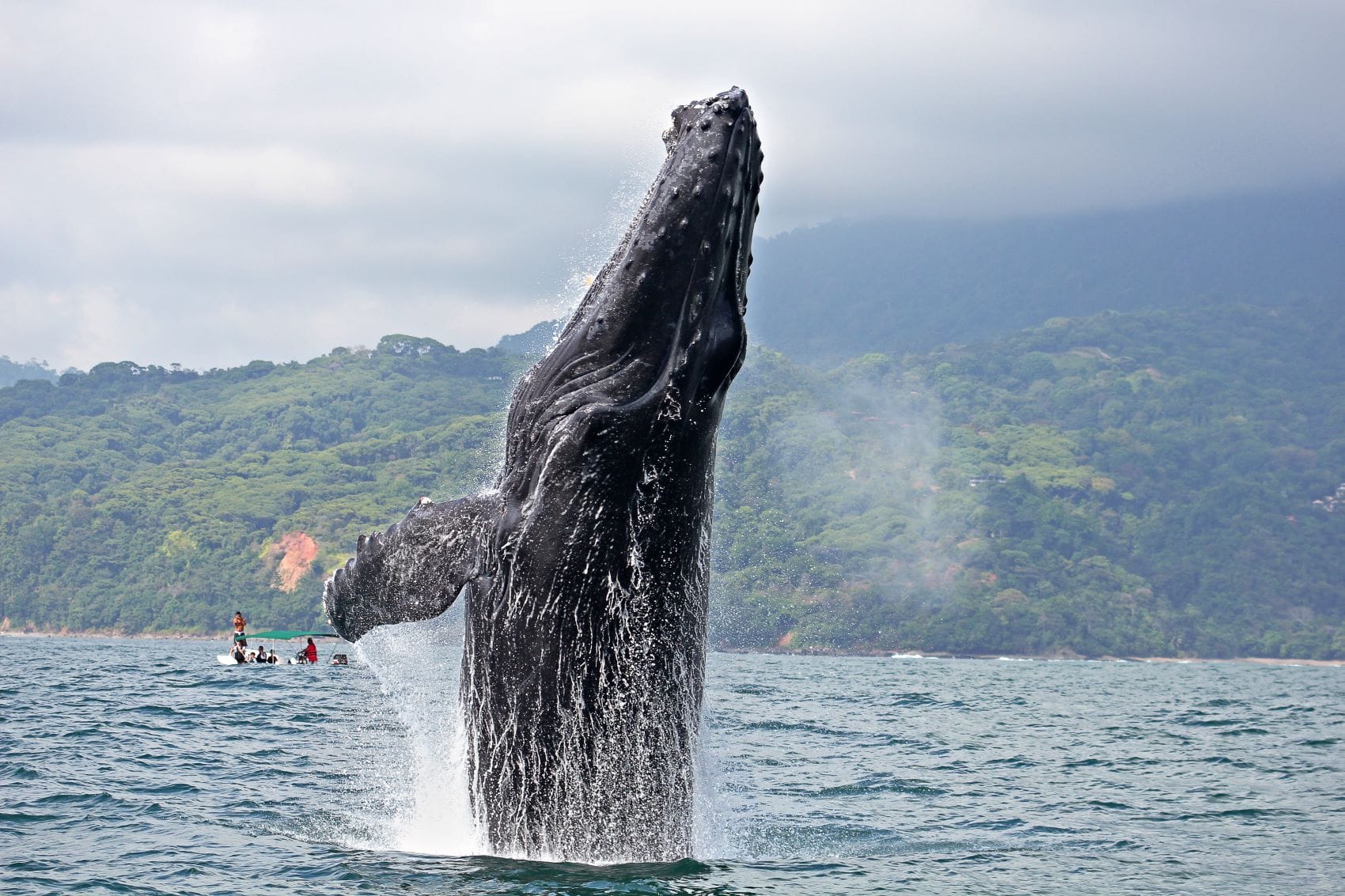 Buckelwal in Costa Rica 