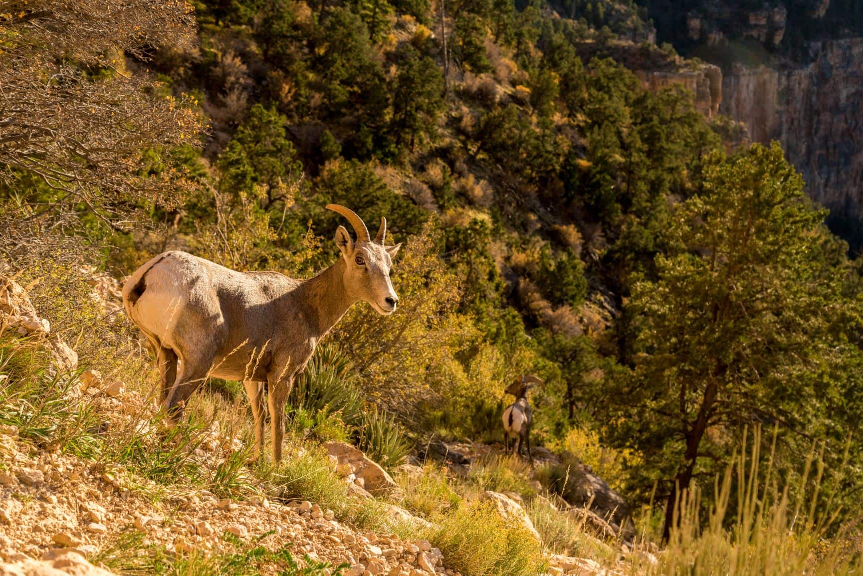 Dickhornschaf im Grand Canyon