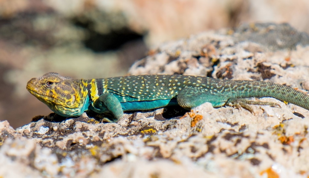 Tiere im Grand Canyon: der Halsbandleguan
