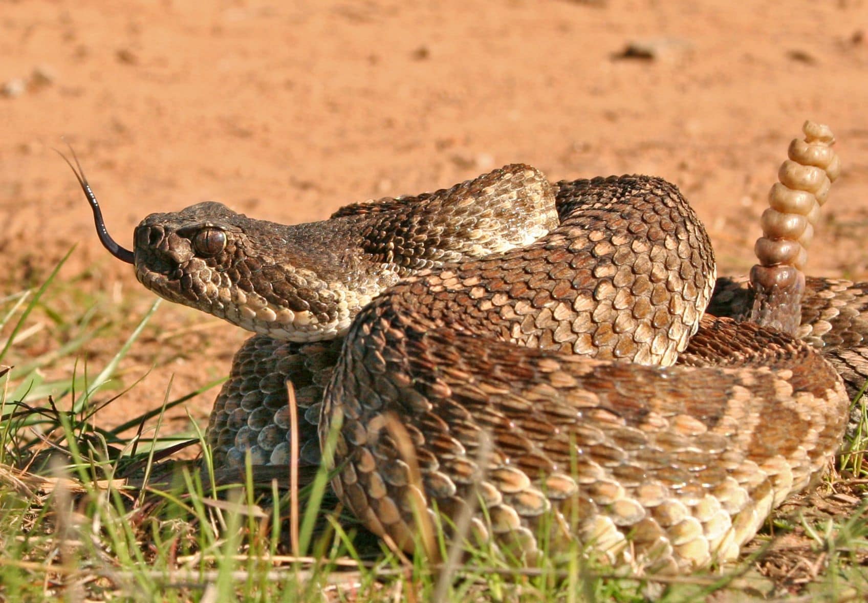 Nahaufnahme einer Pazifik Klapperschlange - Crotalus oreganus