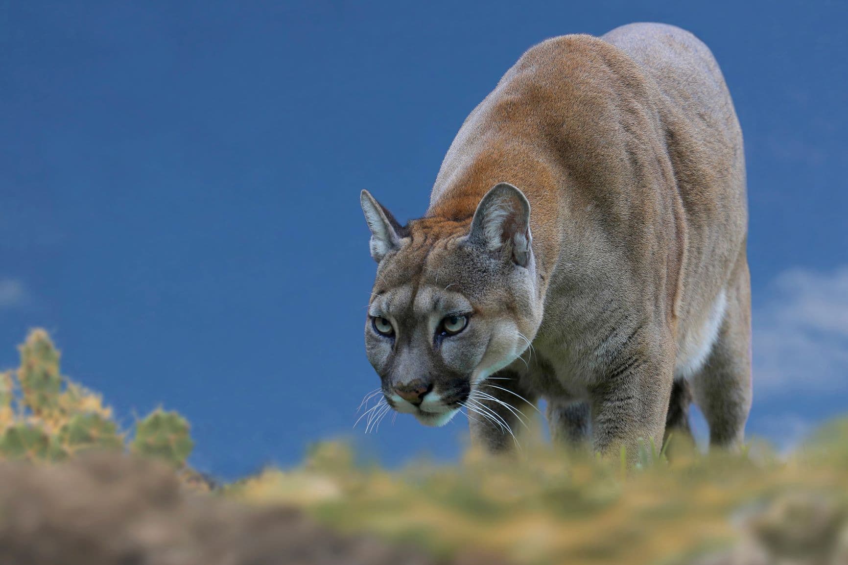 Nahaufnahme eines Puma concolor