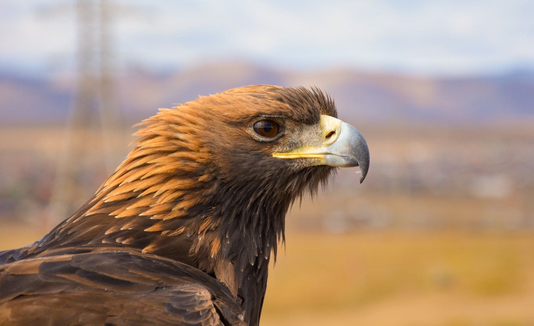 Brauner Adler vor der Kulisse des Grand Canyon in den USA