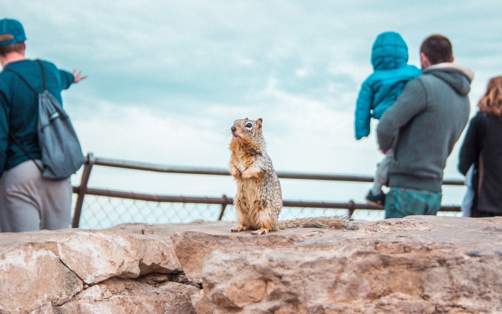 Kleides Nagetier zwischen Besuchern des Grand Canyon Nationalparks