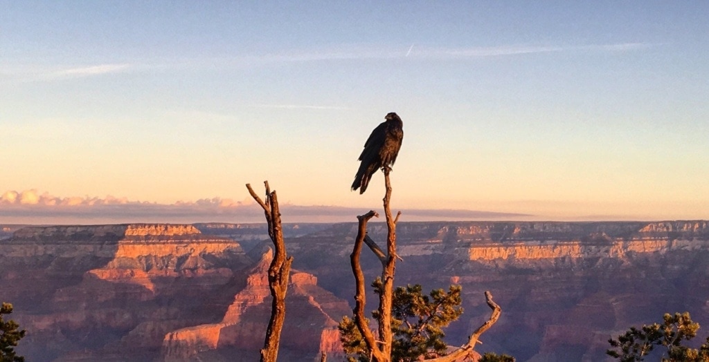Adler sitzt auf Baumspitze. Im Hintergrund liegt der Grand Canyon während der Dämmerung.