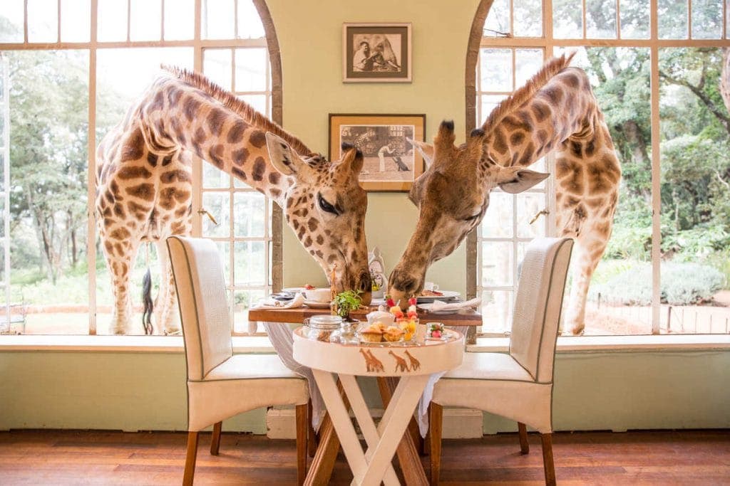 Ein gewöhnlicher Morgen in der Giraffe Manor!