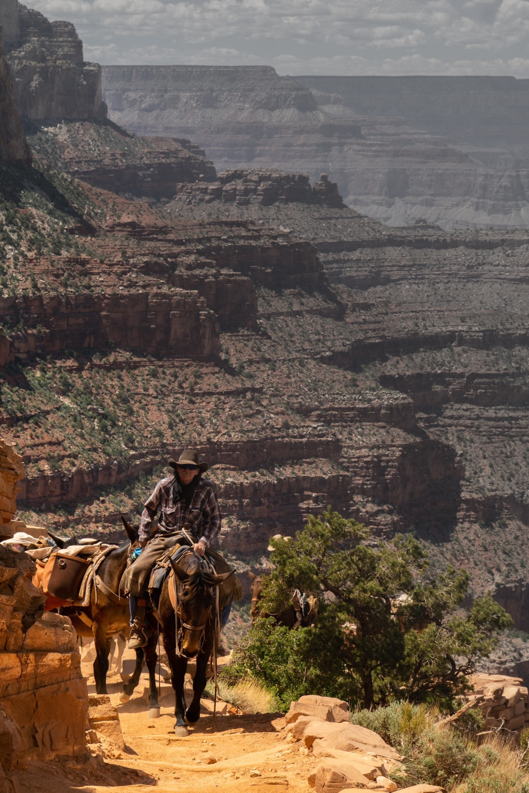 Mann sitzt auf Maultier und reitet im Grand Canyon
