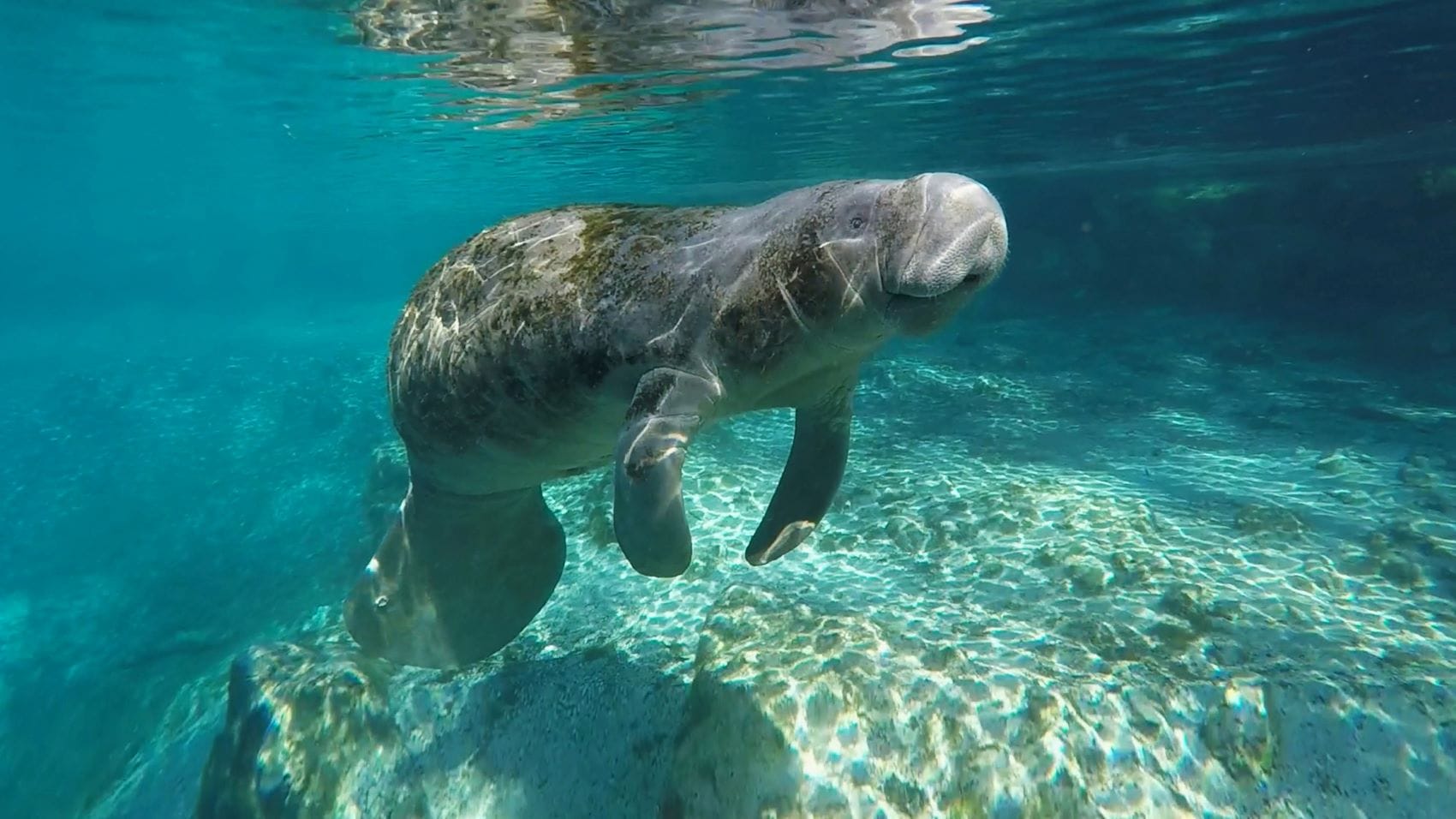 Nahaufnahme einer Rundschwanzseekuh im Wasser