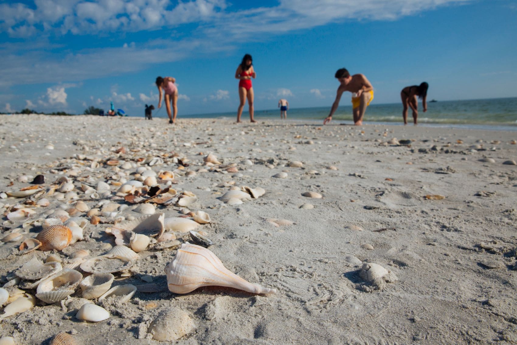 Muschelsammler am Strand auf Sanibel Island in Florida