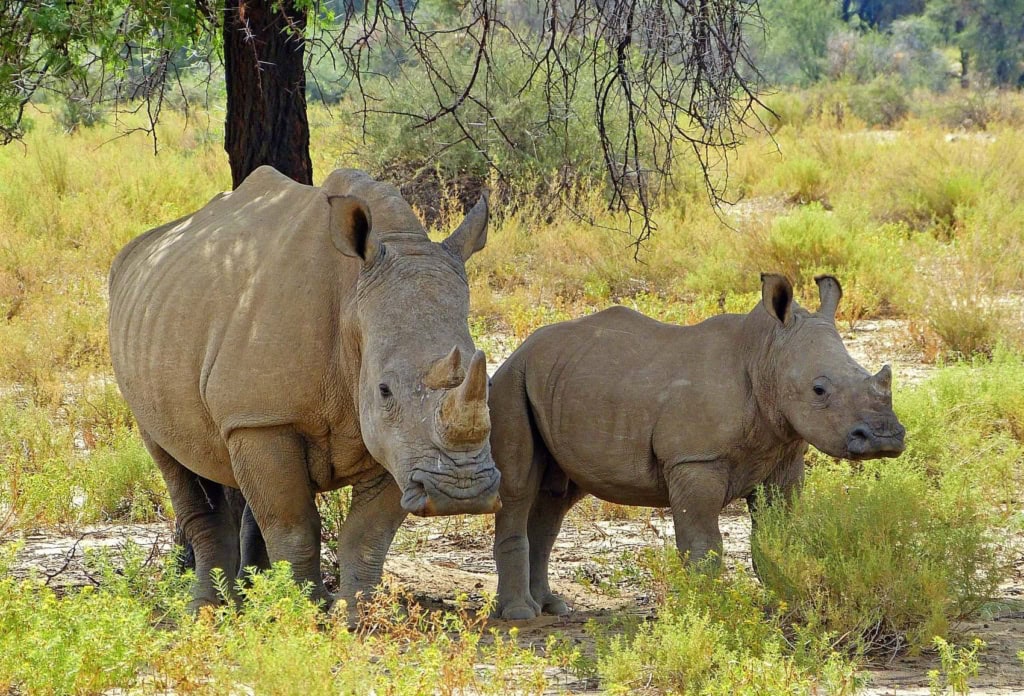 Nashörner in Wildnis in Namibia