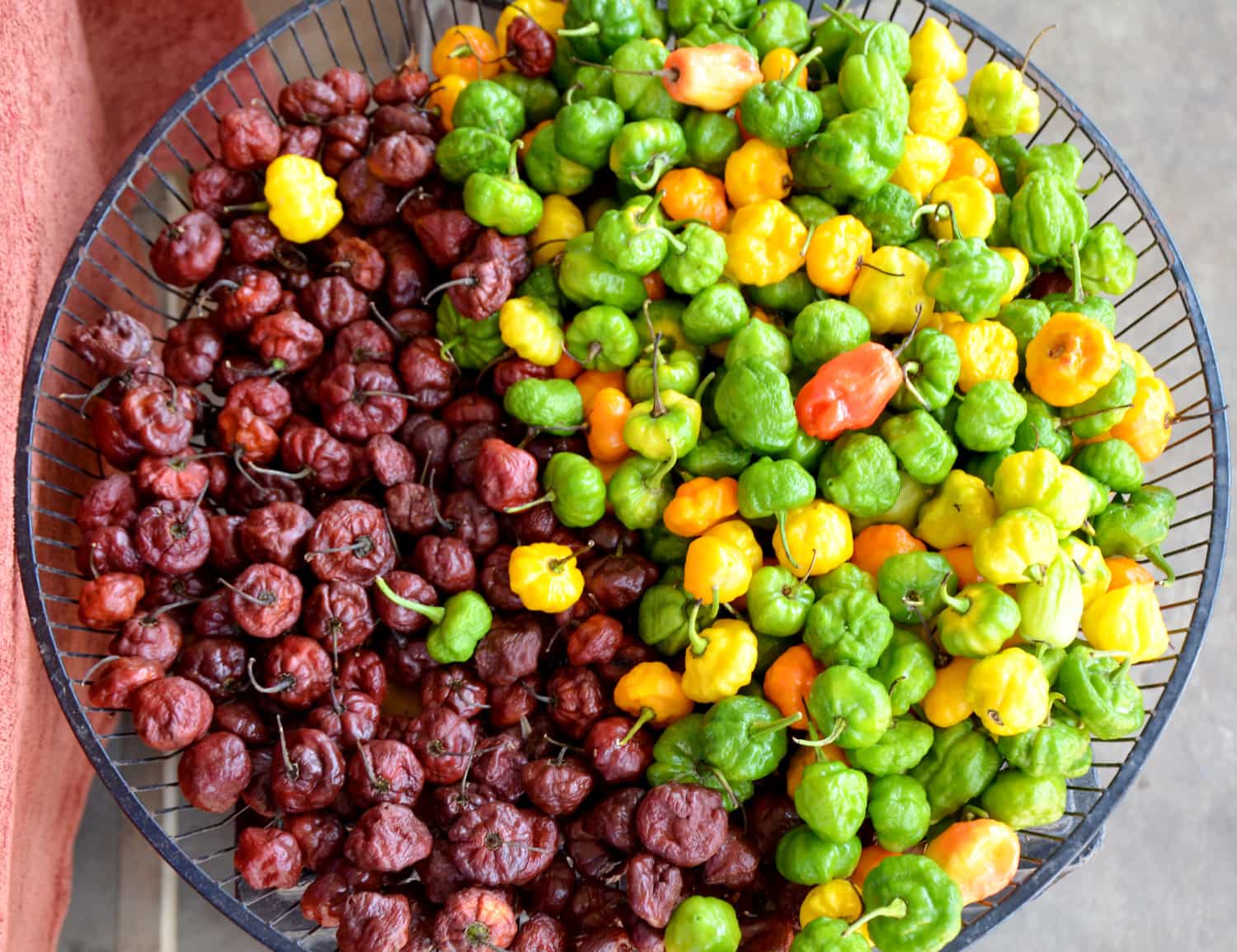Rote, grüne und gelbe Chilis