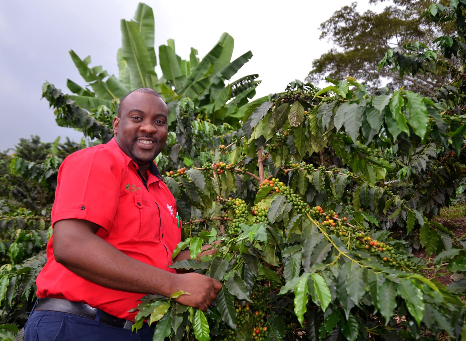 Mann auf einer Kaffee-Plantage in Jamaika