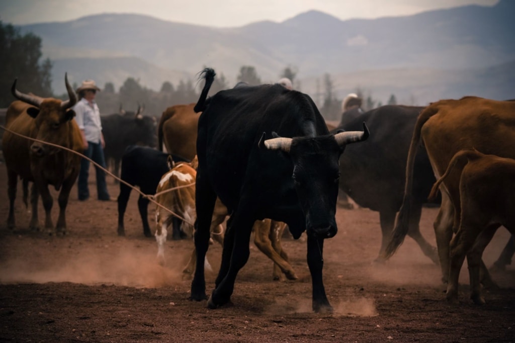 Ranch in Colorado