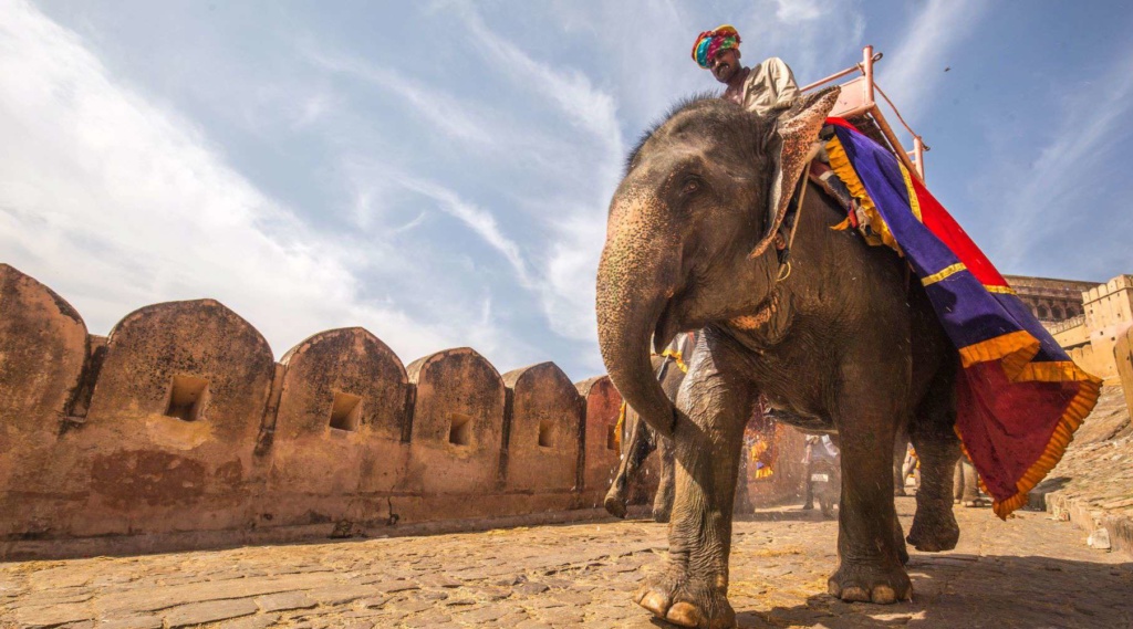 Mann auf Elefant sitzend in Jaipur