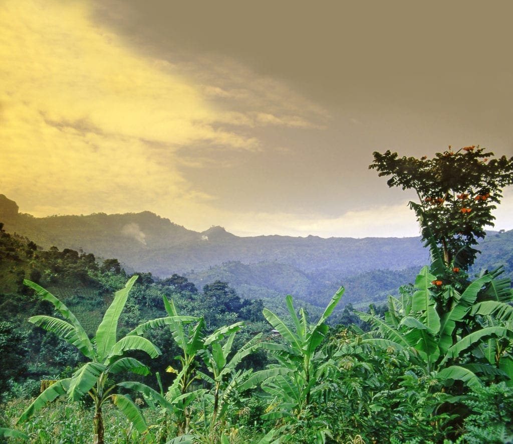 Blick auf die Natur im Mount Elgon Nationalpark in Uganda