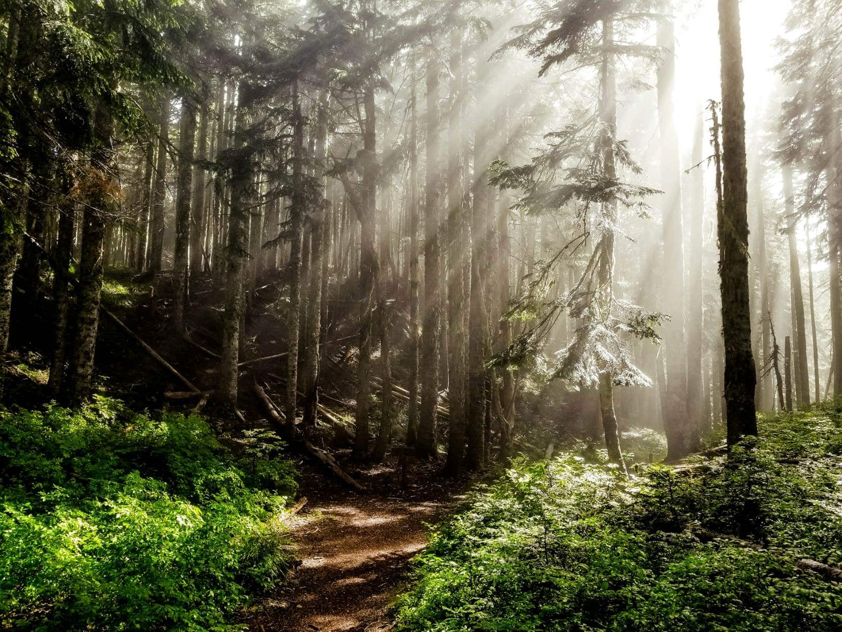 Waldweg am Bald Mountain in Vermont