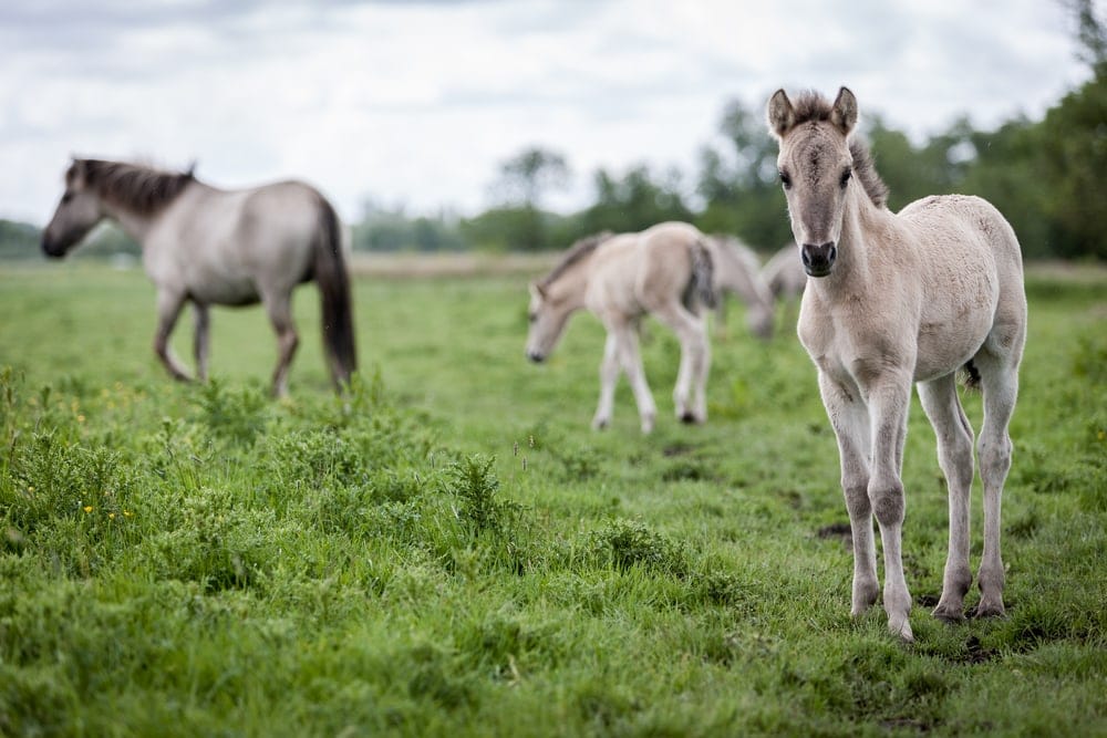 Konik-Pferde auf Spiekerrog
