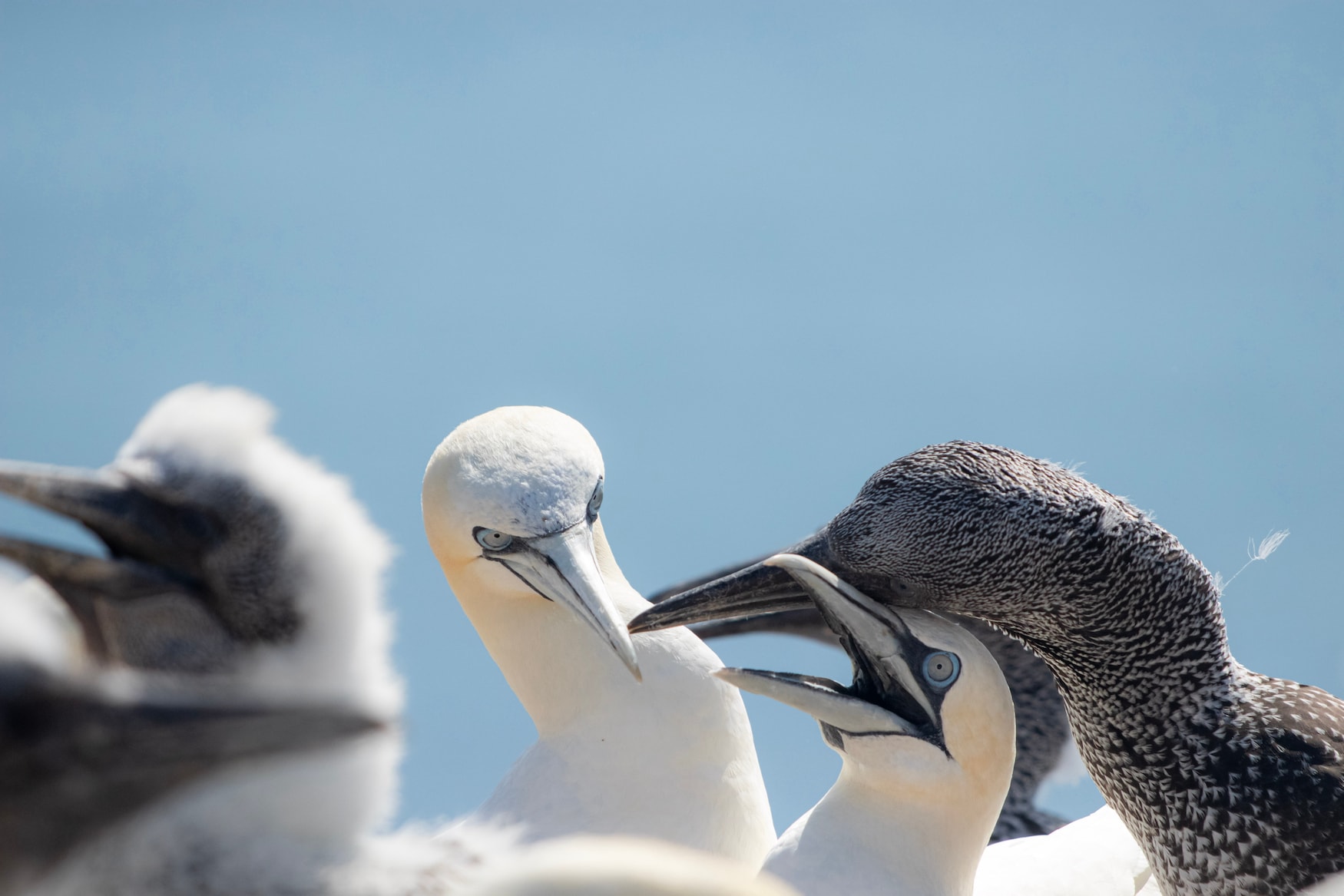 Drei Gänse in Nahaufnahme auf Helgoland