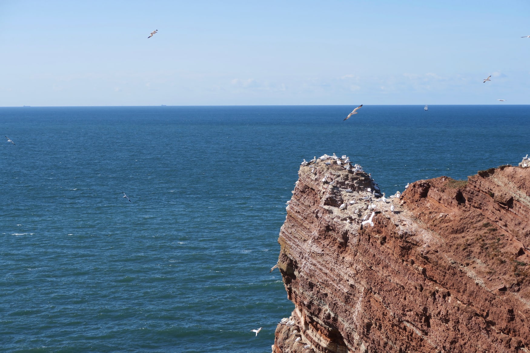 Zugvögel fliegen über Helgoland