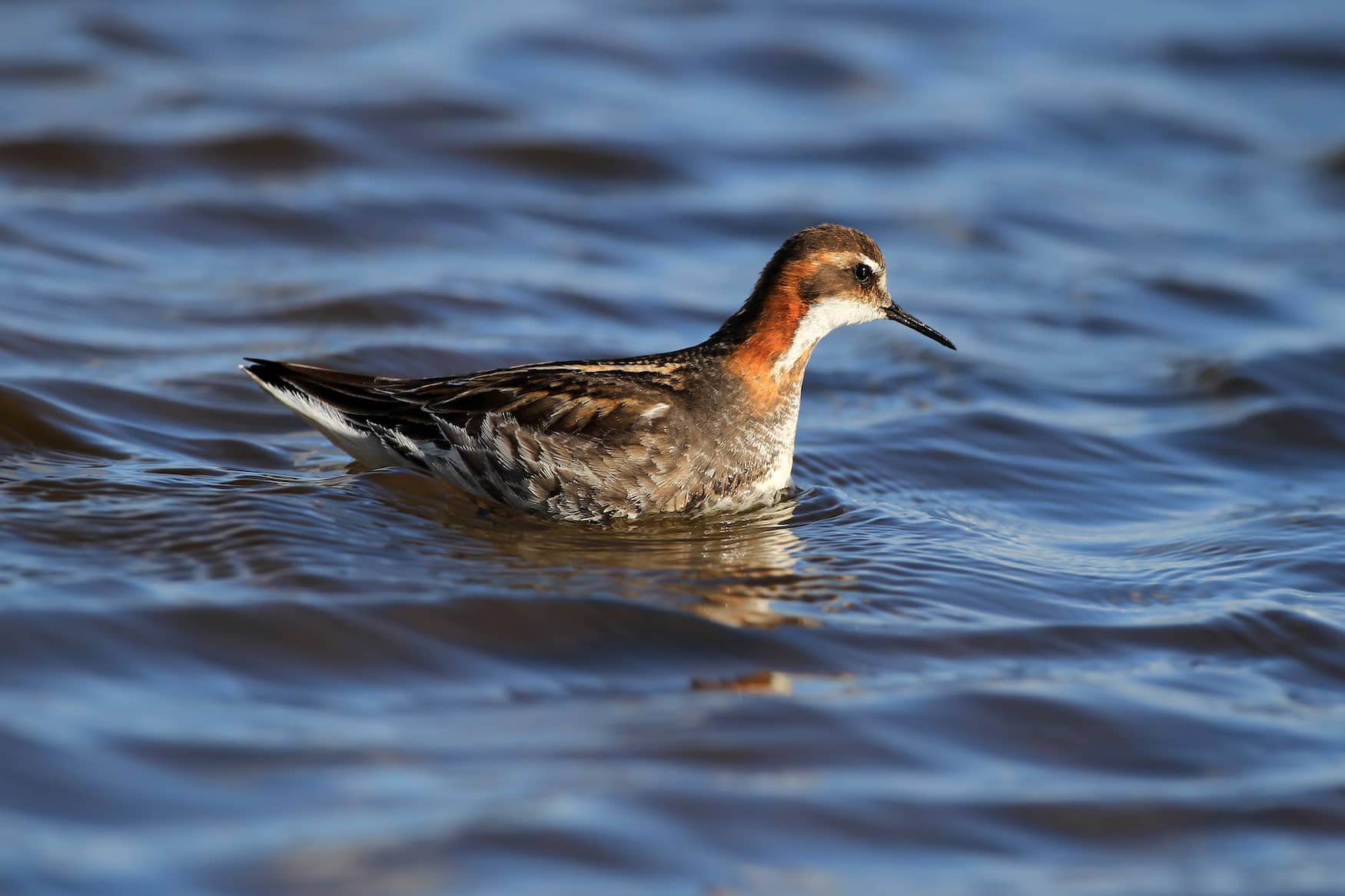 Odinshühnchen schwimmt auf Wasser
