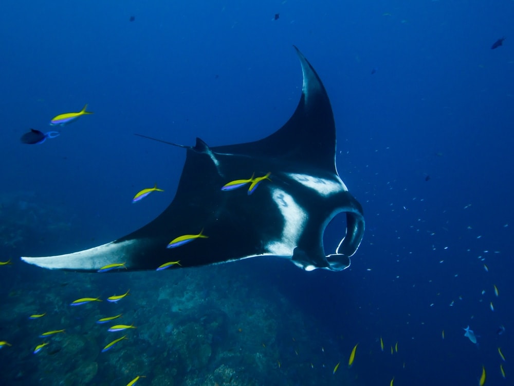 Mantarochen vor Westaustralien