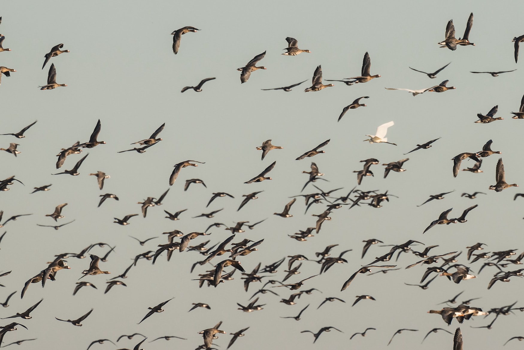 Zugvögel fliegen über Nordseeküste in Deutschland