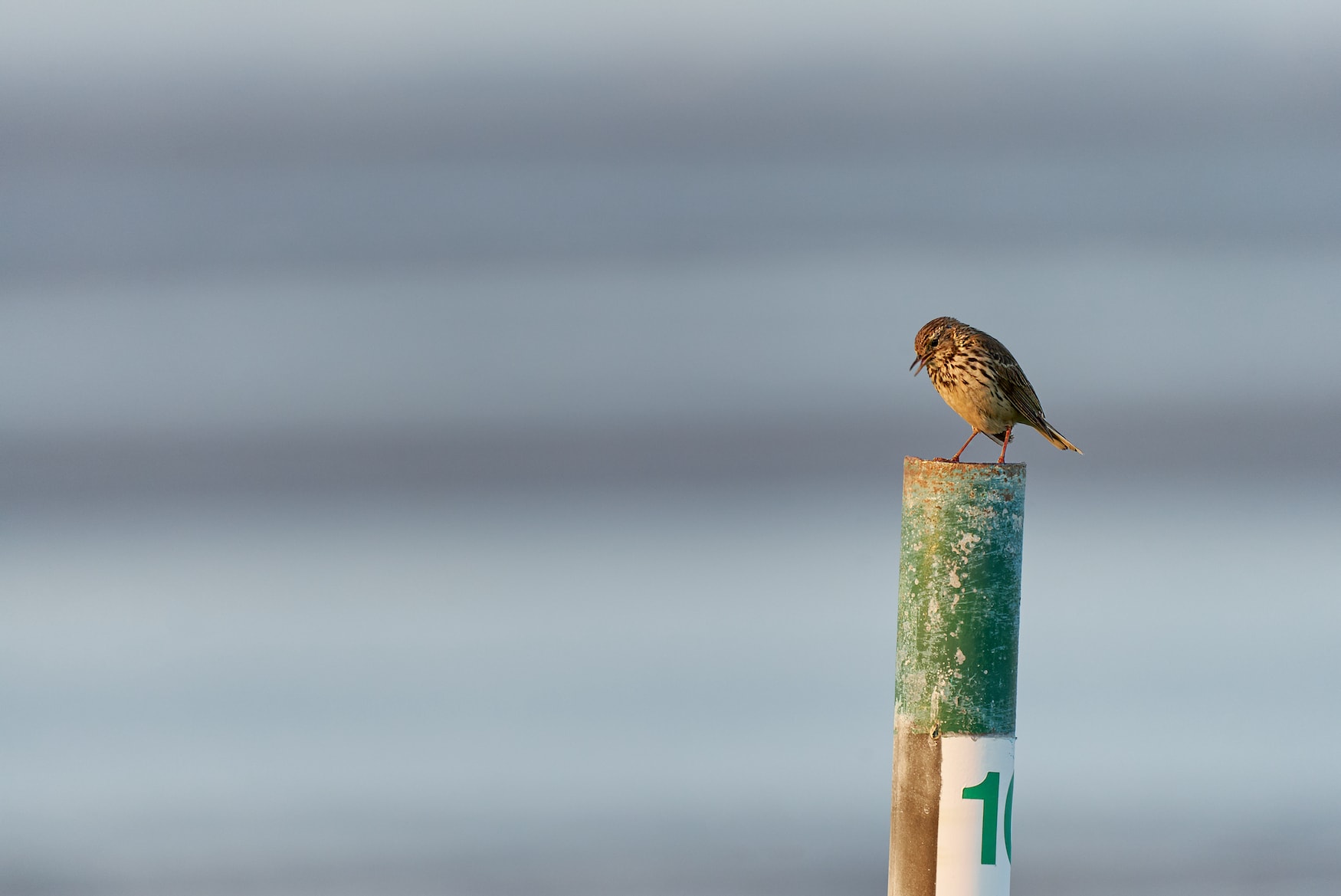 Zugvögel Deutschland: Hier sieht man einen Singvogel auf einem Pfahl in der Nordsee