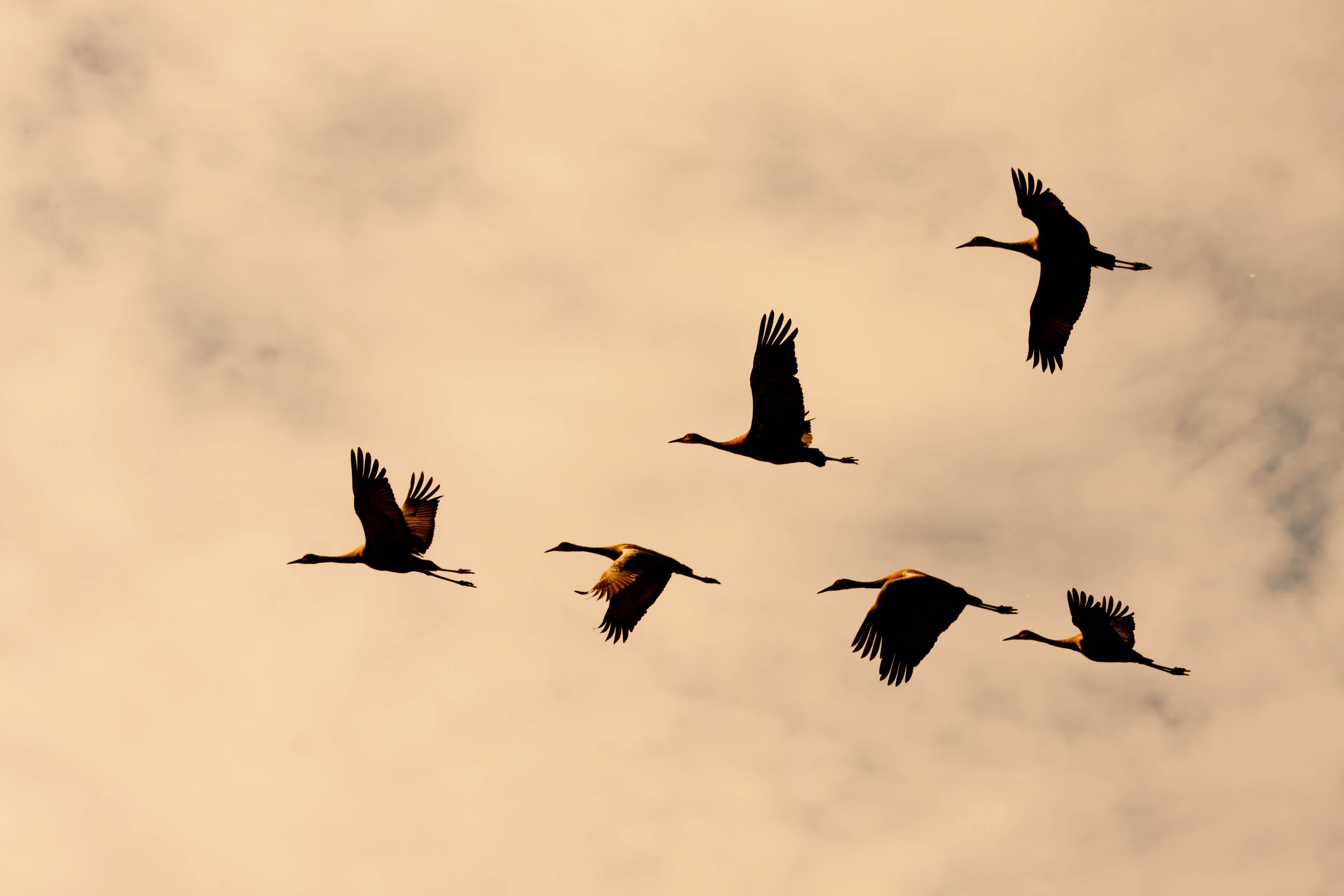 Zugvögel in Schleswig-Holstein