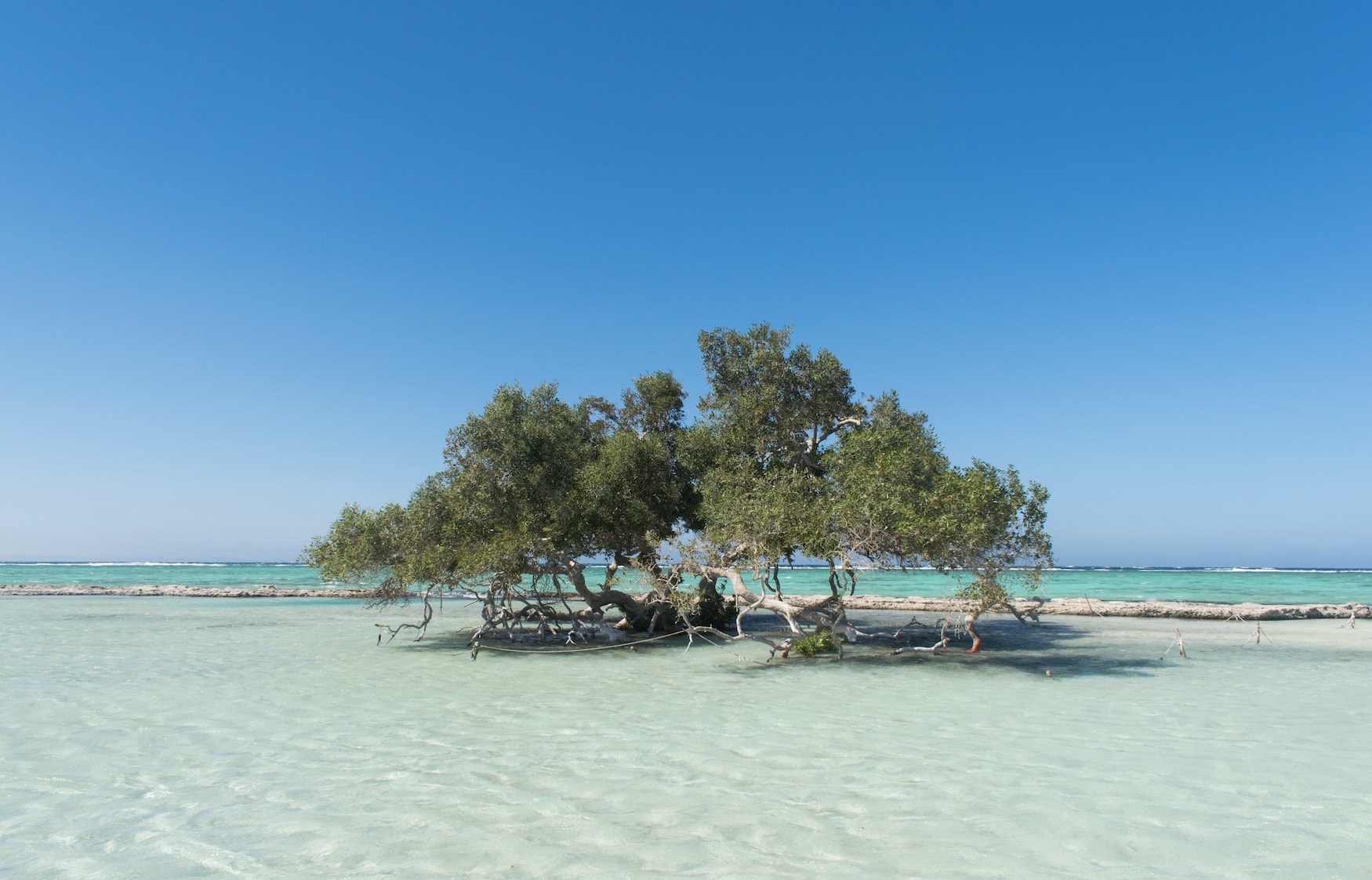 Akazie im türkisfarbenen Wasser im Wadi el Gemal Nationalpark in Ägypten