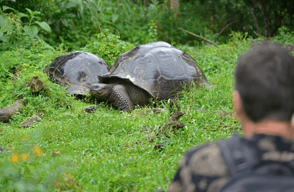 Schildkröten