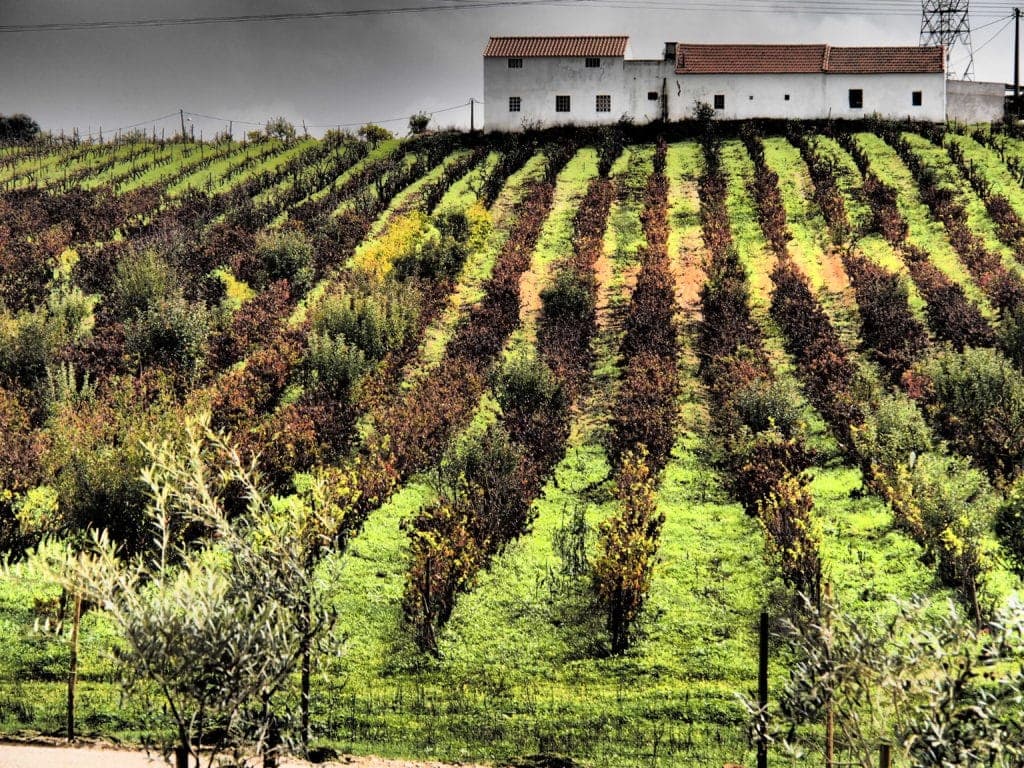 Unterwegs in den Weinbergen rund um Lissabon